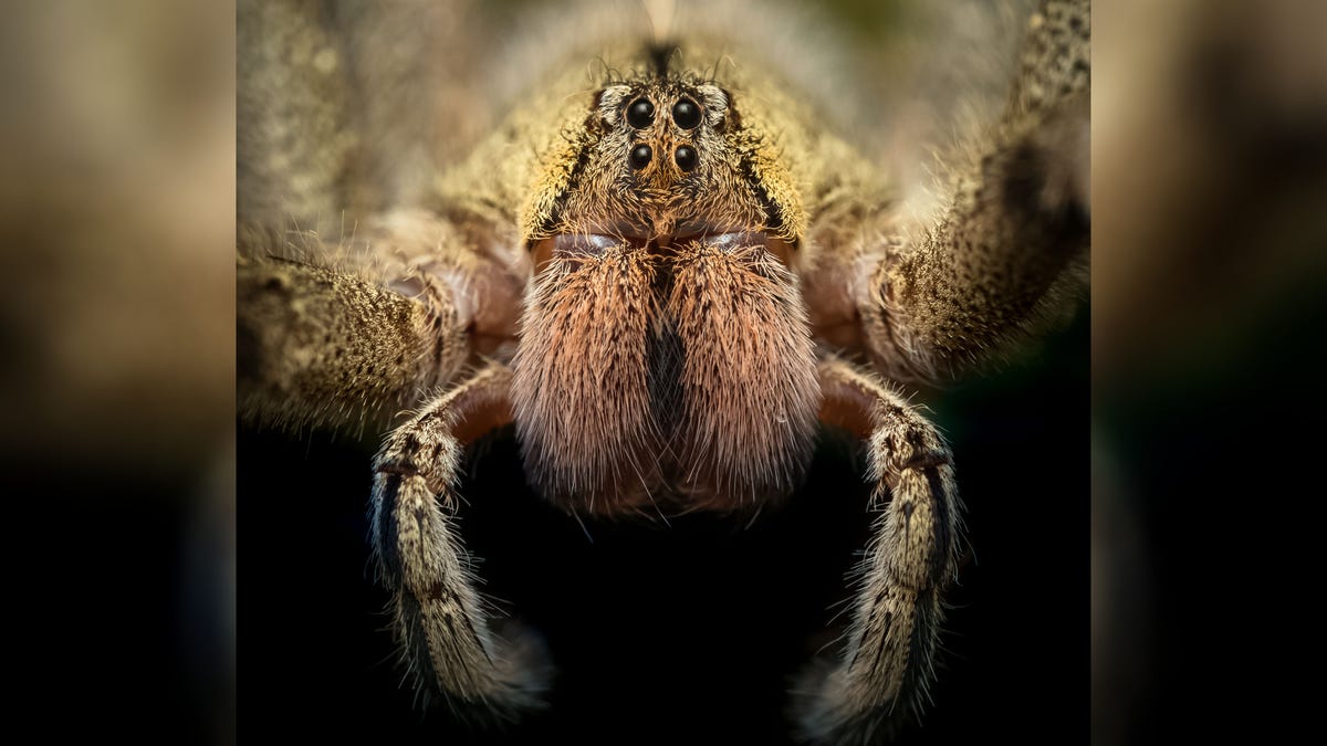 Brazilian Wandering Spider Phoneutria Macro