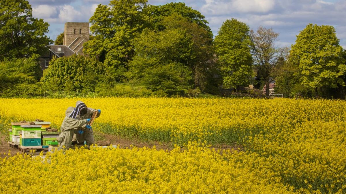 Beekeepers Helen McGregor and Lorant Nagy check hives in colorful rapeseed fields near Edinburgh. (Credit: SWNS)