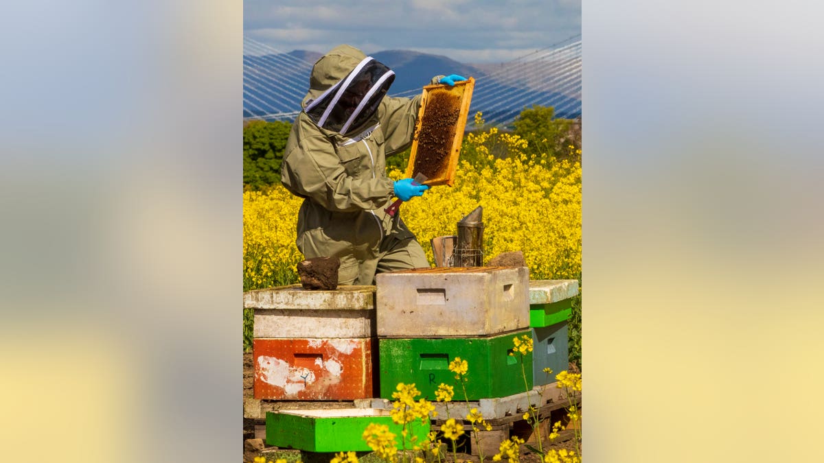 Beekeeper Helen McGregor checks hives in colorful rapeseed fields near Edinburgh with the Forth Bridges in the background. (Credit: SWNS)