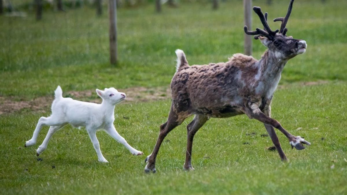 These adorable pictures show a "rare" white reindeer recently born in Britain prancing around with its siblings and parents at Somerset Reindeer Ranch near Yeovil. (Credit: SWNS)