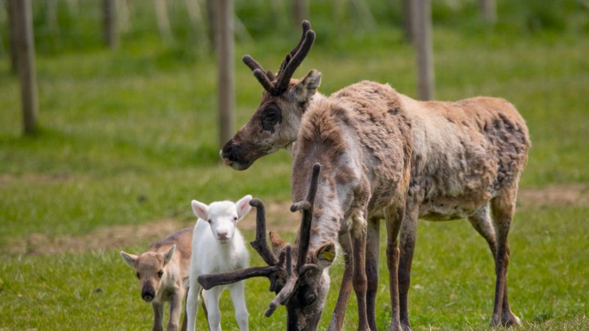 Blitzen (white fur) and Donner (brown fur), are third-generation calves at the Somerset reindeer ranch. (Credit: SWNS)