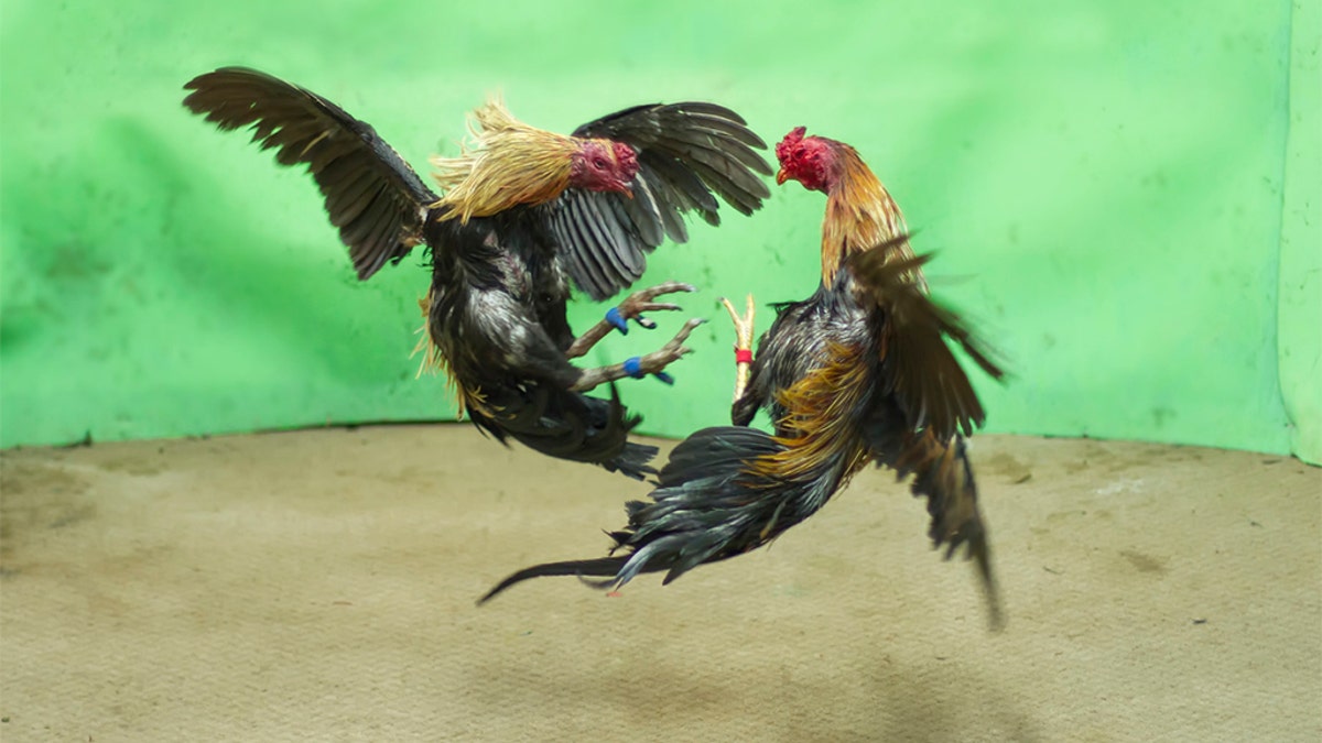 Fort Worth Texas police busted a cockfighting ring over the weekend.
