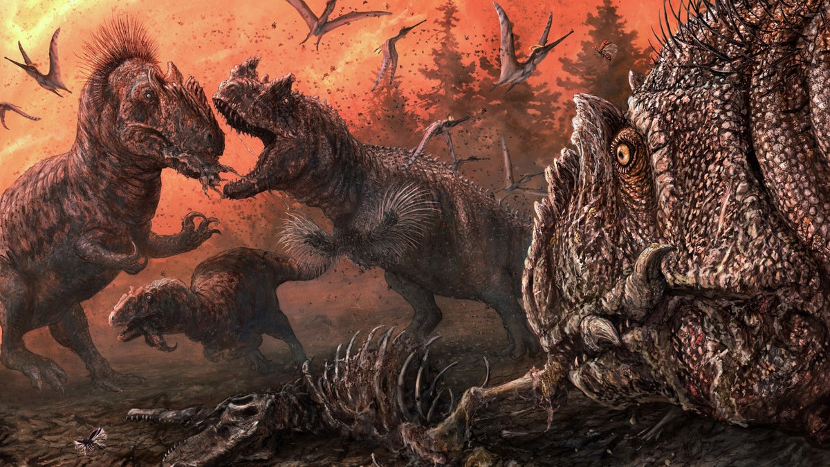 Some dinosaurs may have resorted to cannibalism, a new study reveals. (Illustration by Brian Engh (dontmesswithdinosaurs.com).)
