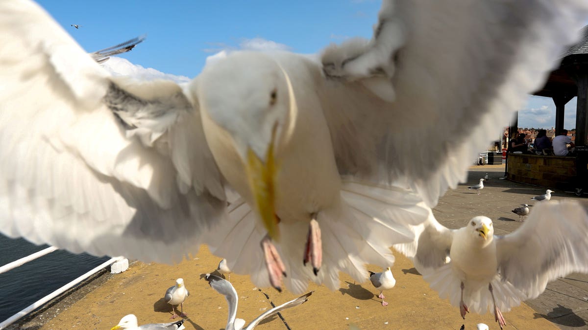 The birds cause such misery for residents, councilors have even called for a controlled cull.