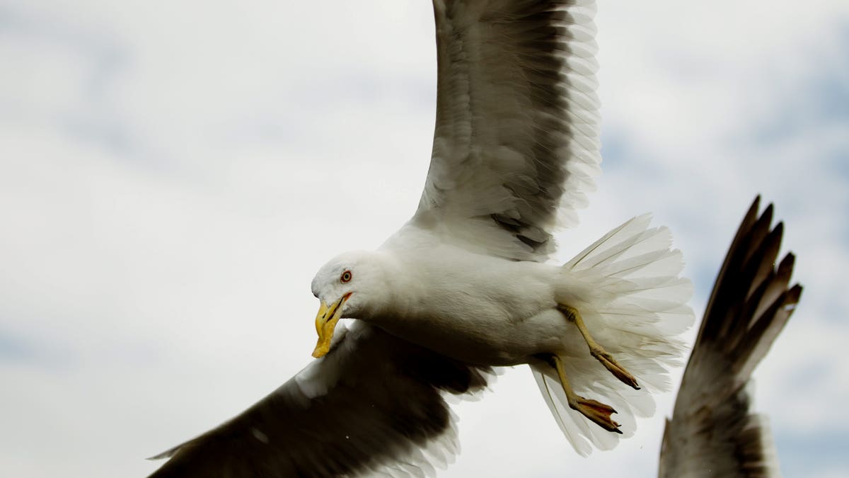 The dive-bombing gulls – branded “vicious flying rats” – have been a menace for people living in Worcester for years.