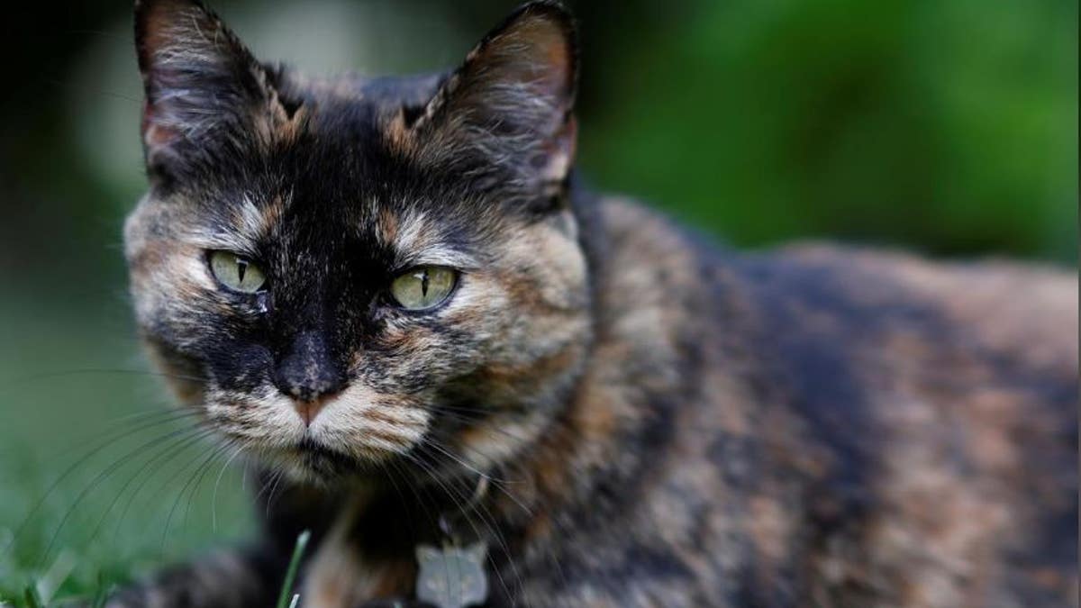 Papille, a cat who recovered after testing positive for coronavirus, is seen in Paris, France. (Reuters)
