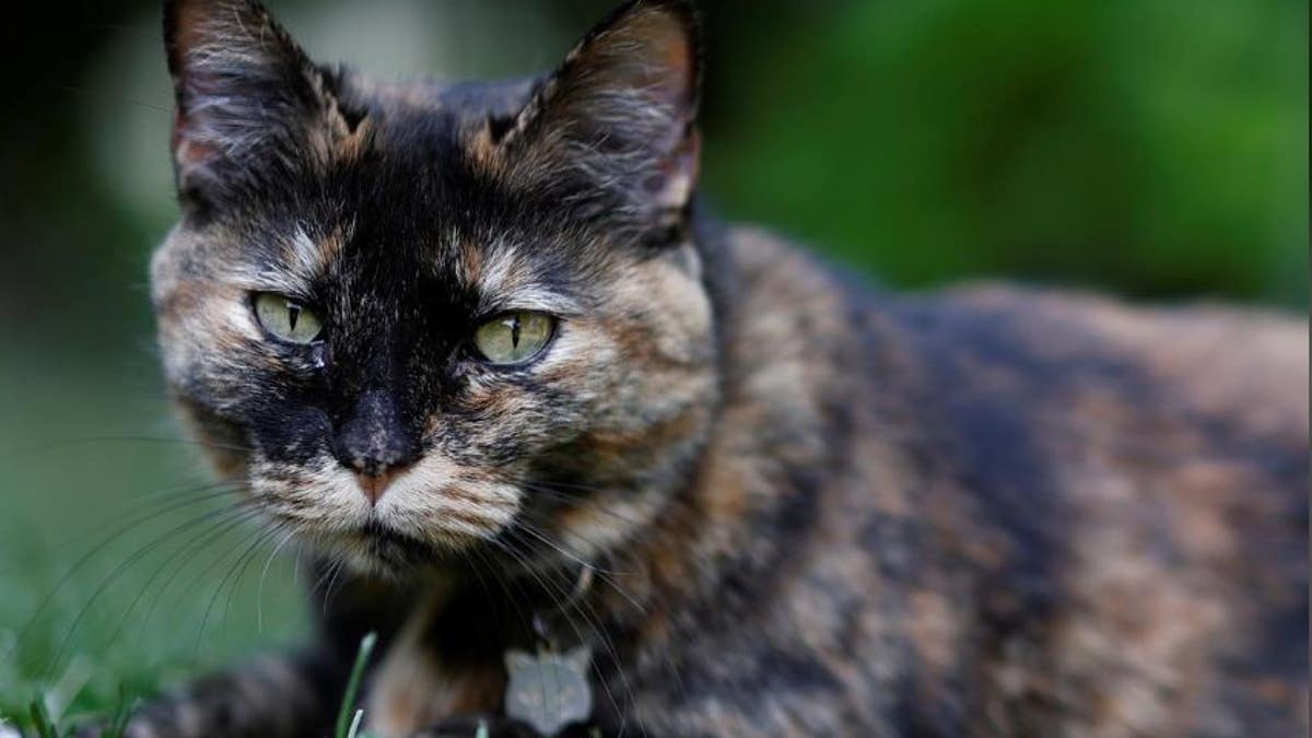 Papille, a cat who recovered after testing positive for coronavirus, is seen in Paris, France. (Reuters)