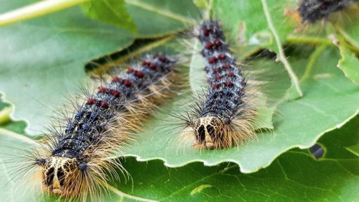 Voracious Asian giant gypsy moths, whose caterpillars can defoliate entire trees, have been discovered in Washington state, the governor announced.