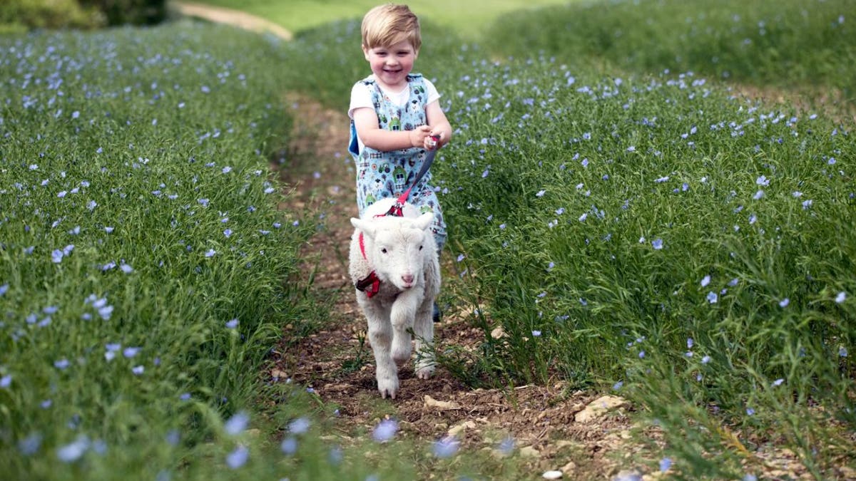Two-year-old Henry enjoying a walk with his new lockdown playmate - a five-week-old lamb that was rejected by its own mother at birth. (Credit: SWNS)