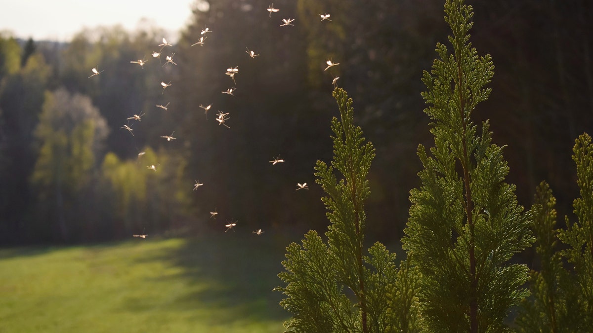 The best way to avoid mosquito-spread viruses is to prevent mosquito bites, the CDC says. (iStock)