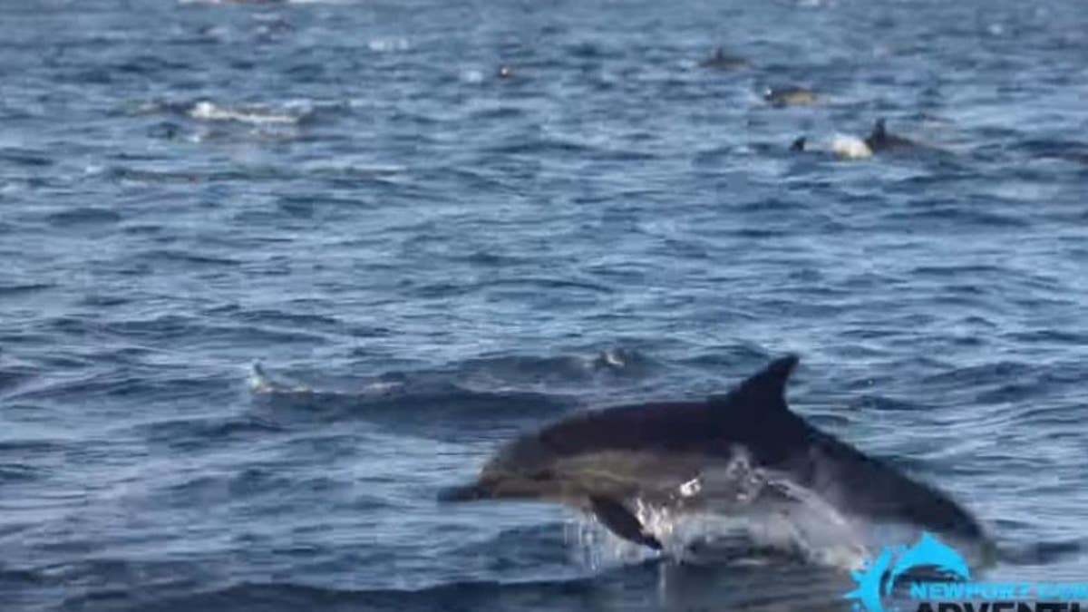 Learn about Super Pod of Common Dolphins in Laguna Beach