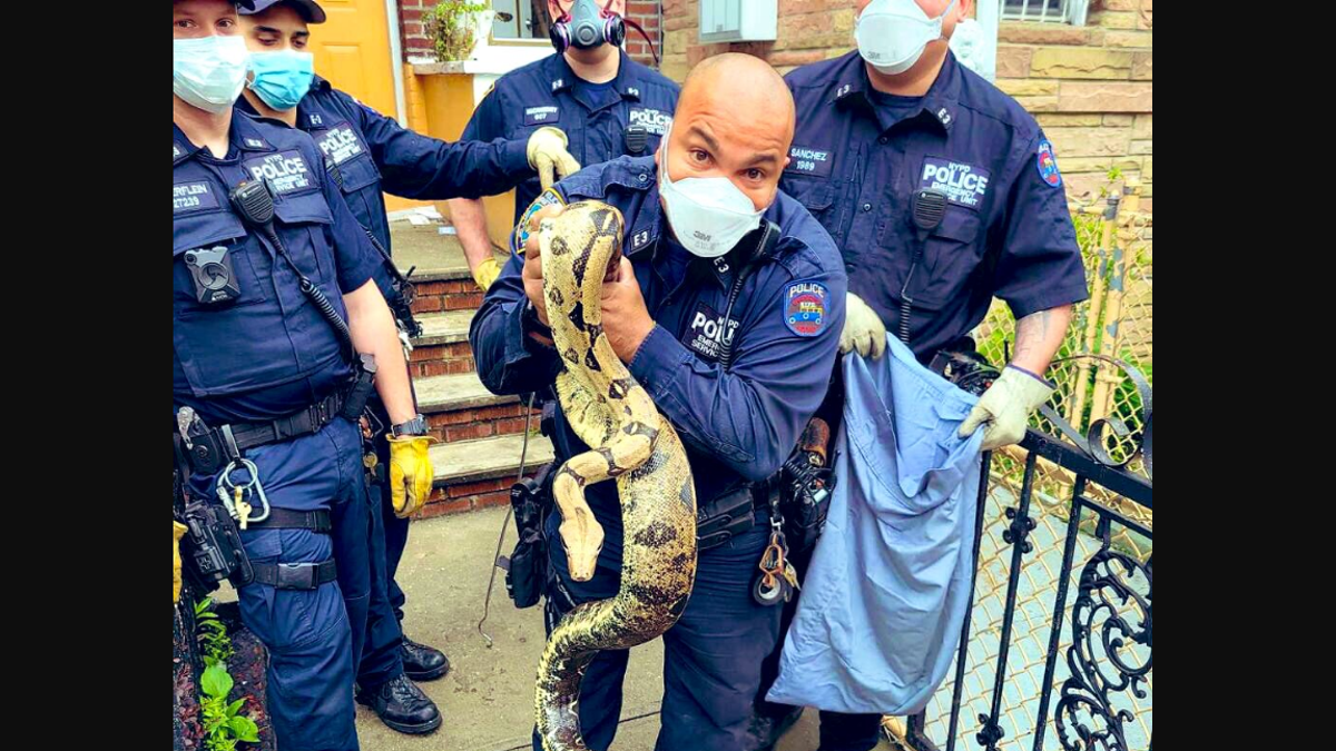 An 8-foot python was found Friday outside of a New York City home, its police department said. (NYPD)