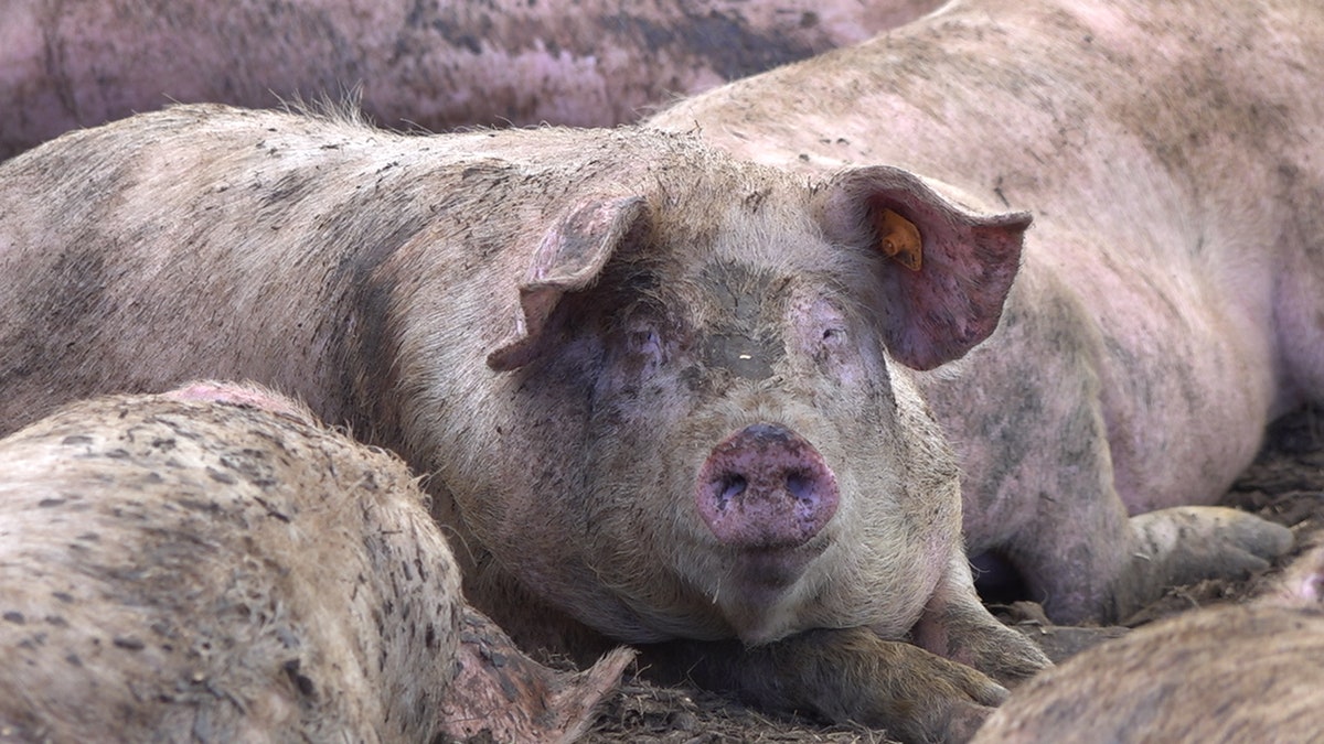 Las Vegas pig farm relying on food scraps from casinos struggles