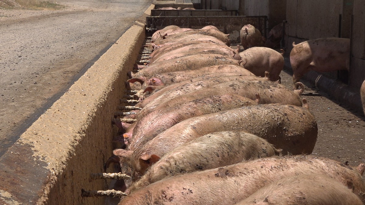 Pigs eating from the trough at Las Vegas Livestock.