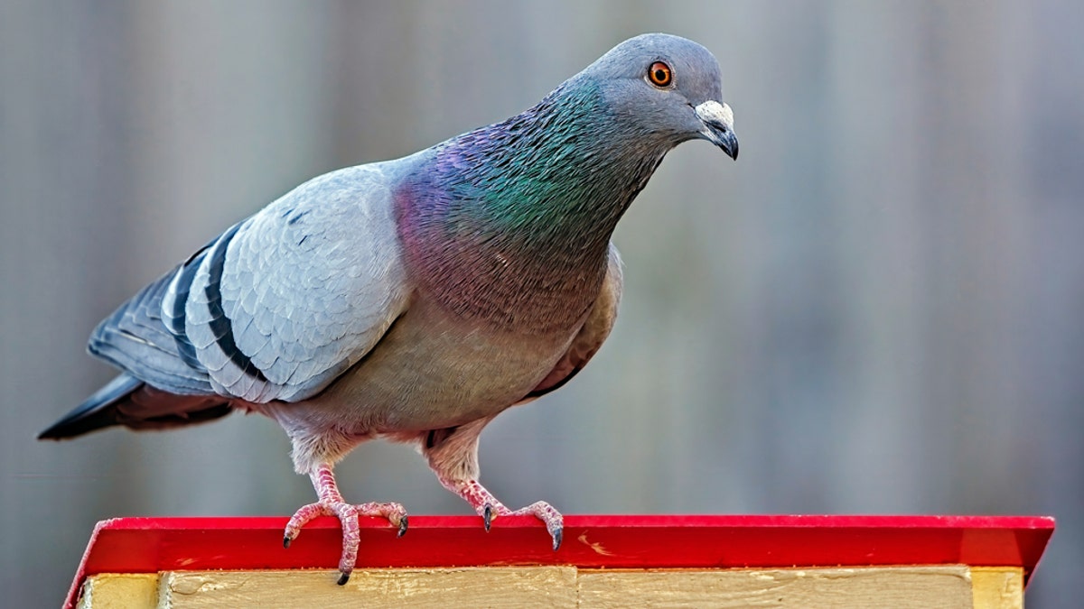 A pigeon, like the one pictured above, was captured in India after it was suspected of being trained as a "spy" for Pakistan, according to reports.