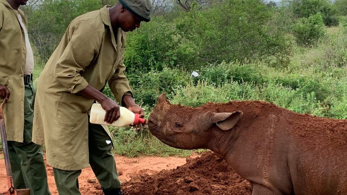 Apollo lives with rangers attending to his every need providing personalised mud baths and comforting horn rubs. Pint-sized Apollo is not short of love or affection and is fast learning about his wild environment during his daily bush school wanders. (Credit: SWNS, Sheldrick Wildlife Trust)