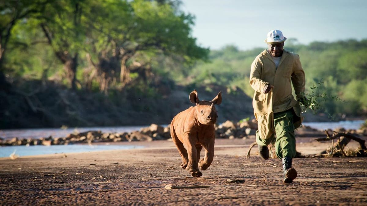 Apollo is now being cared for at the Trust's Kaluku Field HQ close to Apollo's place of rescue and potential reintegration sites. The Trust will continue to care for him until he is old enough to return to the wild in a protected area. (Credit: SWNS, Sheldrick Wildlife Trust)