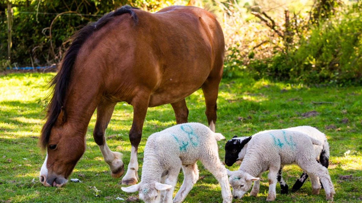 Heidi the pony is looking after three orphaned at a farm in Somerset.