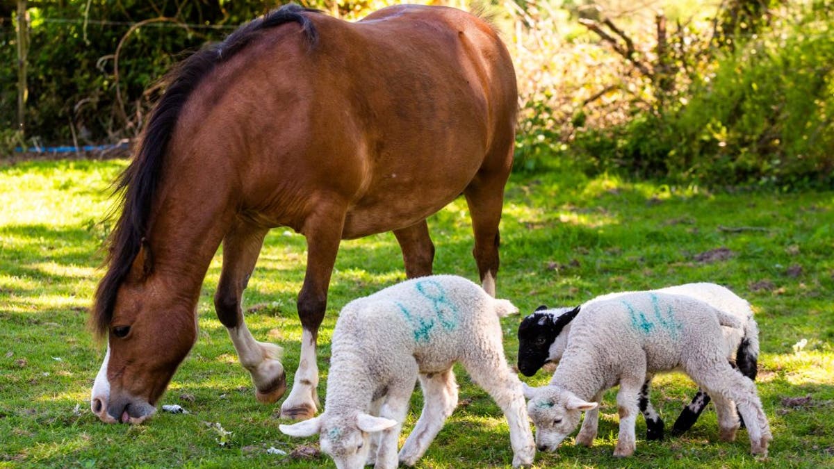 Heidi the pony is looking after three orphaned at a farm in Somerset.