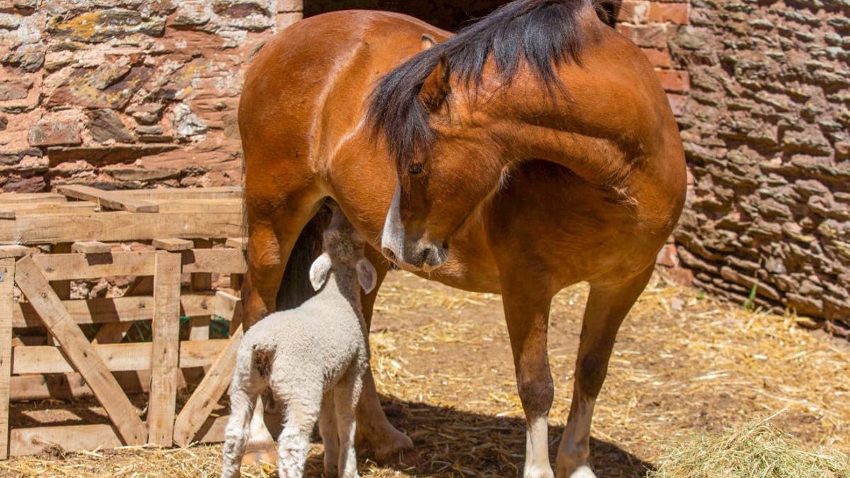 Ten-year-old Heidi took on the care of the young trio of lambs following the death of their own mother-- and even feeds them.