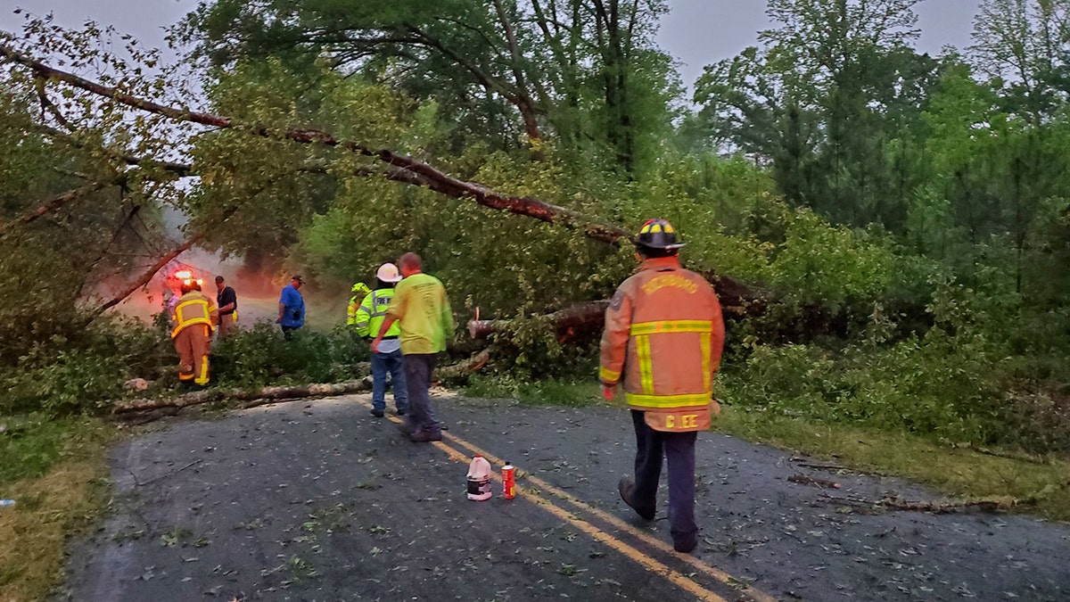Numerous trees were downed and damage was reported after severe thunderstorms hit South Carolina on Tuesday.
