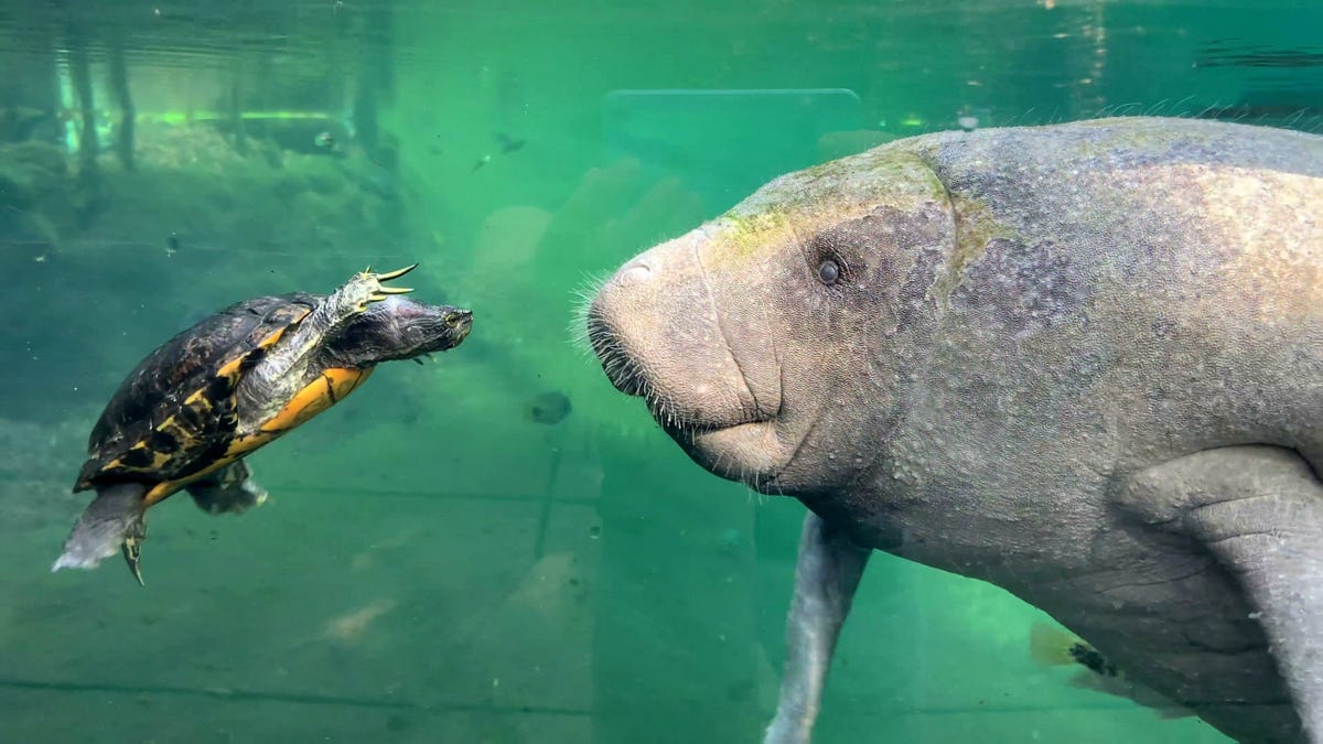 Video grab of a remarkable moment between a red-eared slider turtle and a young Caribbean manatee calf at the Royal Burgers' Zoo, Arnhem, the Netherlands.