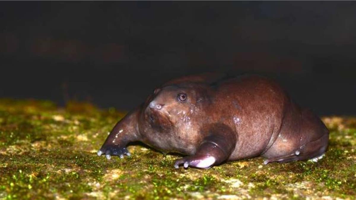 Human activity is threatening many unique species, such as this purple frog. (Sandeep Das / ZSL)
