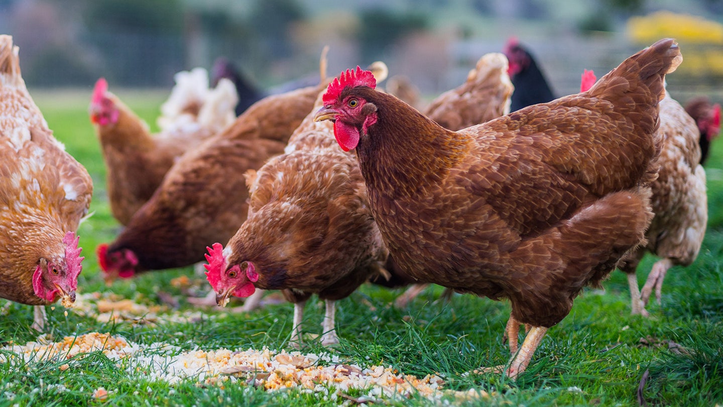 Unruly Fowl: Feral Chickens Terrorize British Village, Attracting Rats