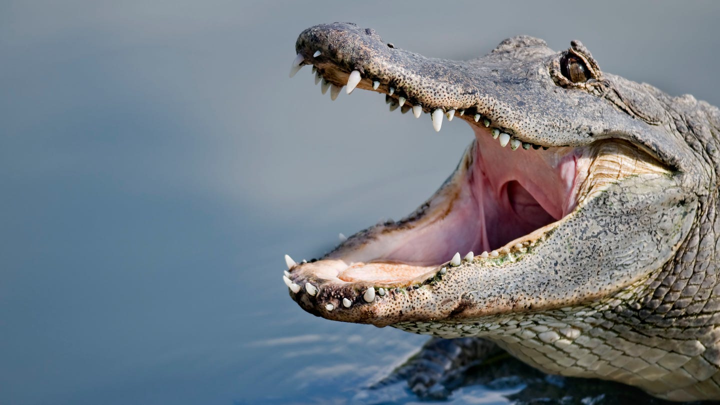 alligator