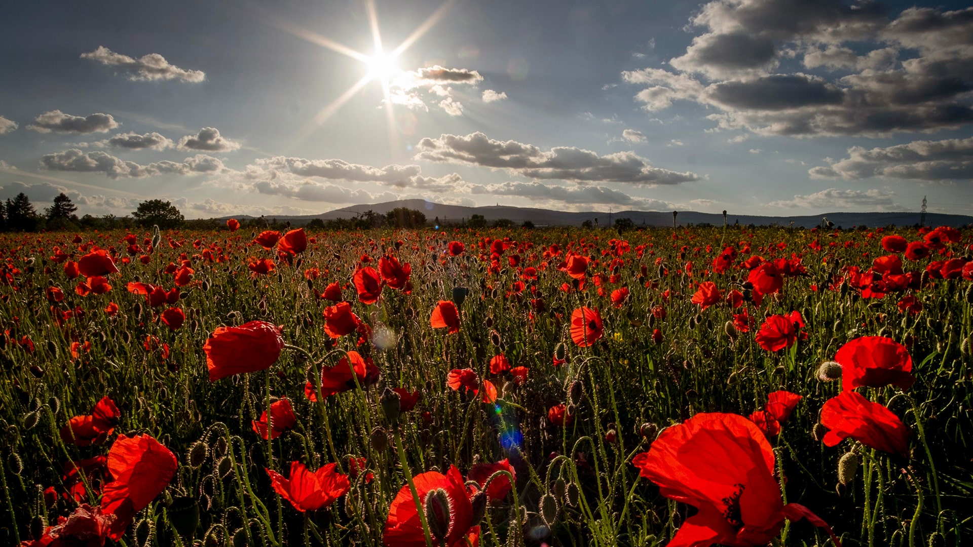 The sun rises above poppy flowers in full blossom in a field in Frankfurt, Germany, May 25, 2020. 