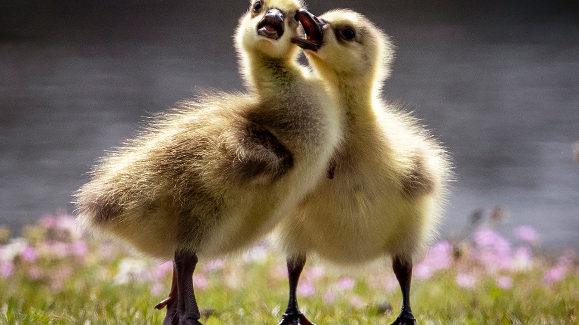 Two goslings play on the banks of the river Main in Frankfurt, Germany, May 5, 2020.