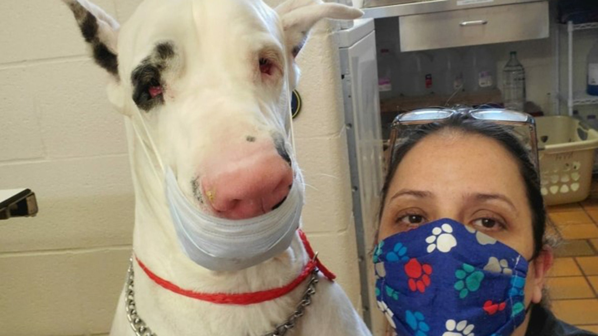 This is our Great Dane his name is Enzio. He is deaf and sight impaired but you would never know it. He was at our amazing veterinarian getting his pedicure practicing being safe. One of his favorite places to go is the vets because he loves Monica so much. Hope you enjoy the photo Tresa and Michael