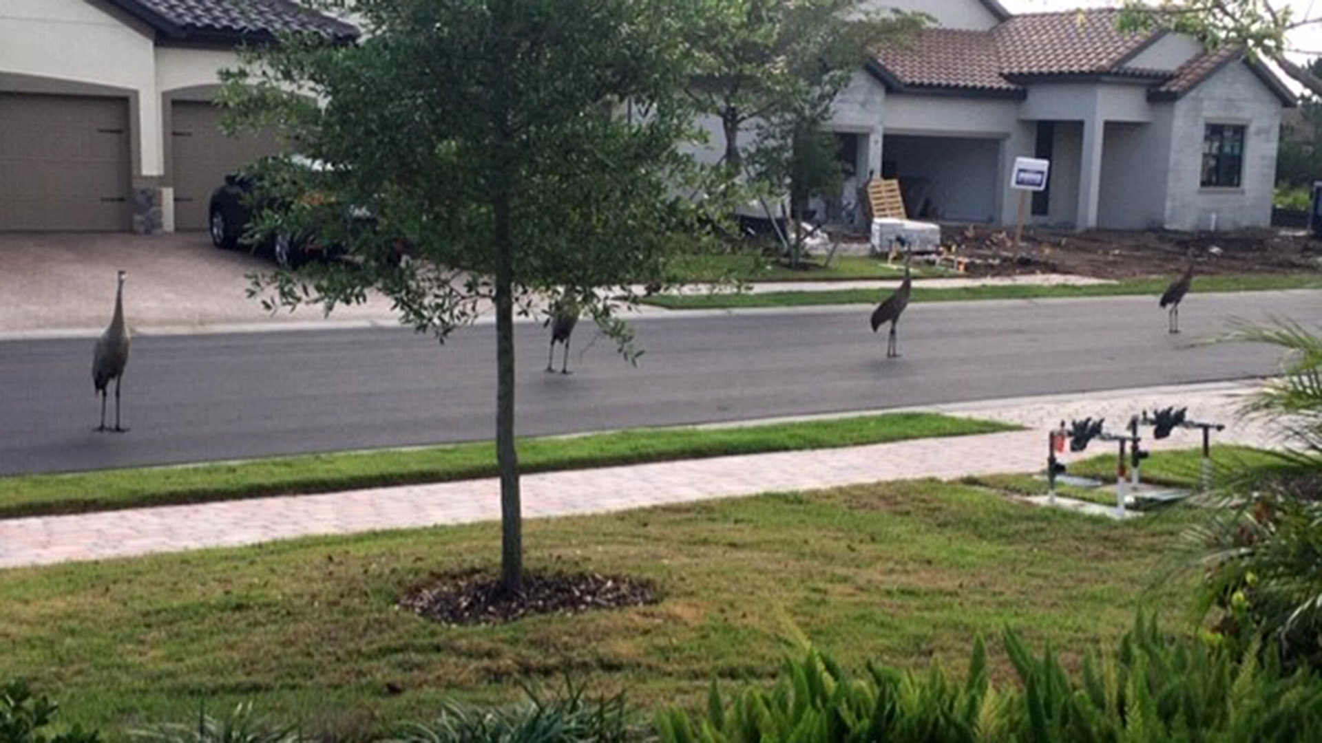 Social Distancing! We ALL must do our part- Sandhill Cranes in Lakewood Ranch, FL Sunday Morning April 19, 2020 9:41AM.