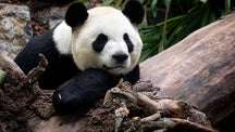 Calgary Zoo sends pandas back to China, citing coronavirus