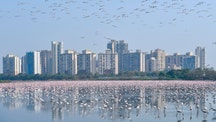 Incredible pictures show flamingos flocking to Mumbai amid India's coronavirus lockdown