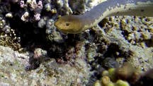 For 15 million years, sea snakes have adapted underwater vision, research shows