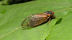 Cicadas living underground for past 17 years to emerge in these states this summer