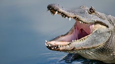 What causes nearly every alligator attack on humans? Study says it's our fault