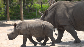 Zoos struggle to cover expenses without visitors: 'We're approaching a tipping point'