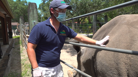 People furious over Detroit Zoo’s outdoor mask policy: 'See how many people pass out' in warmer weather