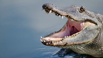 New study uncovers reason for nearly every alligator attack on humans - Fox News