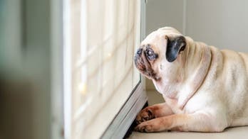 Coronavirus could impact this dog breed more than others: veterinarian