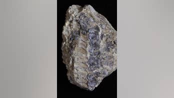 Fossilized remains of 400-million-year-old newly discovered plant could change 'evolutionary history'