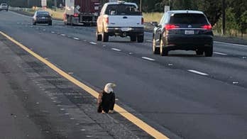 Injured bald eagle rescued from California interstate