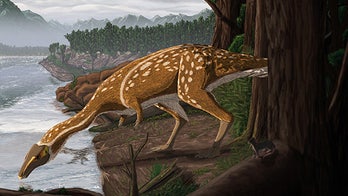 Unusual 'toothless' dinosaur discovered in Australia