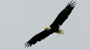 Mysterious bald eagle death: Raptor stabbed through heart by loon's beak, experts reveal
