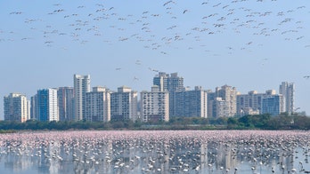 Incredible pictures show flamingos flocking to Mumbai amid India’s coronavirus lockdown