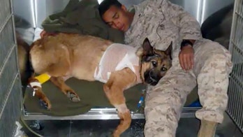 Wounded military working dog the most accomplished in Marine Corps history