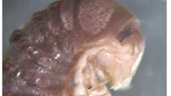 New species discovered by scientists after spotting image on Twitter