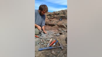 Fossil of terrifying megaraptor, with 14-inch claws, discovered in Argentina